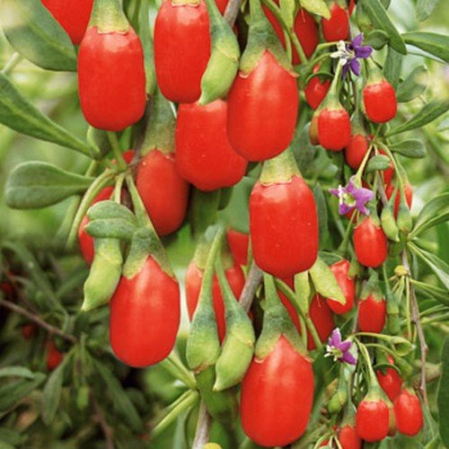 Venta caliente !!! 200 semillas de Goji Berry, (wolfberry), el más popular de bayas heathy, arbusto enano rico en antioxidantes! ¡tu eliges!