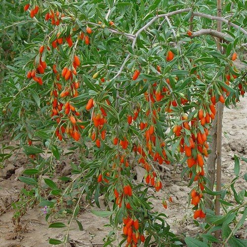 Venta caliente !!! 200 semillas de Goji Berry, (wolfberry), el más popular de bayas heathy, arbusto enano rico en antioxidantes! ¡tu eliges!