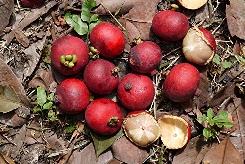 zumari 20 semillas de árbol Clusiaceae Garcinia Mangostana