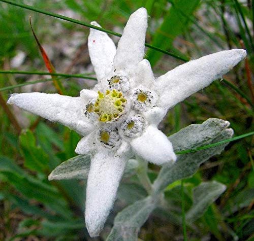 zumari 50 piezas de semillas de flores Edelweiss Ground Cover