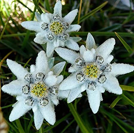 zumari 50 piezas de semillas de flores Edelweiss Ground Cover