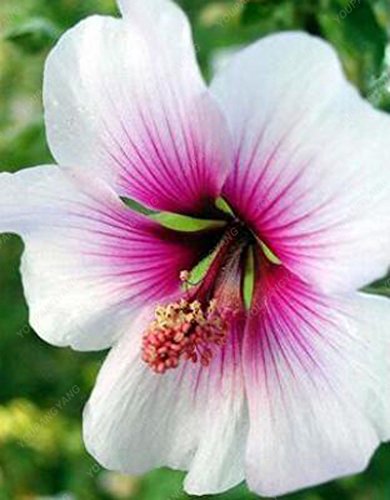 100pcs / bag semillas gigante hibisco plantas bonsai hermosa Dinnerplate hibisco perenne de flores para el jardín de la plantación púrpura