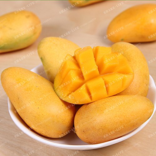 2 Semillas Semillas piezas de mango Mangifera indica Mini árbol Bonsái semilla rara orgánica deliciosa de la fruta de la semilla de la planta de bricolaje para el hogar Jardín 2