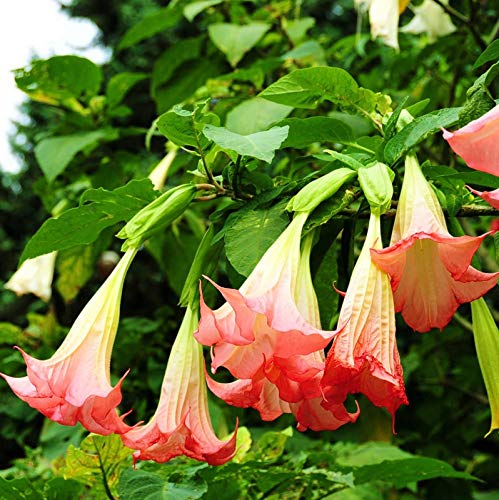 20 Semillas de Mandala Datura