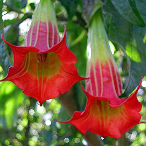 20 Semillas de Mandala Datura