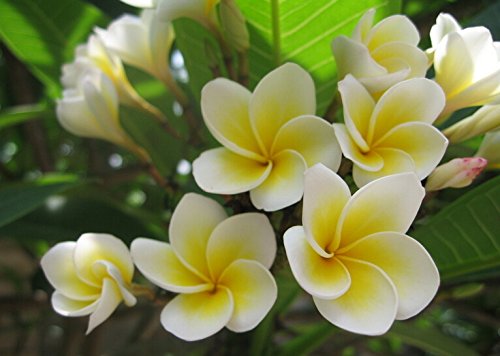 20PCS / BAG Plumeria (Frangipani, Lei hawaiano de flores) las semillas, las semillas de flor exótica raras semillas de flor de huevo