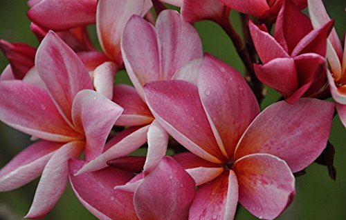 20PCS / BAG Plumeria (Frangipani, Lei hawaiano de flores) las semillas, las semillas de flor exótica raras semillas de flor de huevo