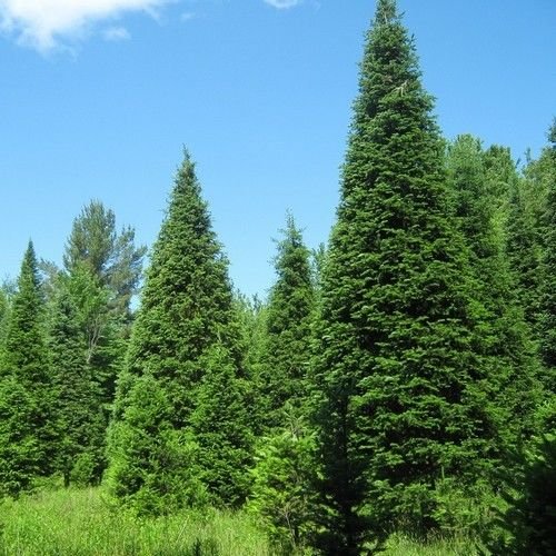 25 Semillas - Semillas de bálsamo abeto (Abies balsamea)