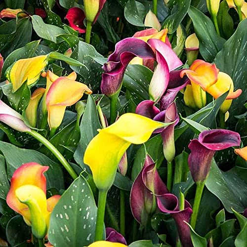 5 Piezas Mezcla Bulbos De Lirio De Cala Para La Plantación De Invernaderos Durante Todo El Año Flores De Colores Del Arco Iris En Flor Decoración Del Hogar Amados Por Los Jardineros