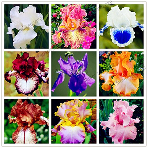 50pcs / bag mezcló el color del iris semillas de flores, semillas raros de la flor del iris barbudo semillas, plantas Naturaleza Flor de la orquídea de bricolaje para el jardín