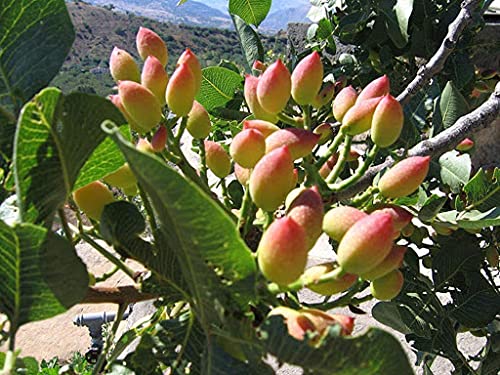Aamish 15 semillas de árbol de pistacho (Pistacia vera)