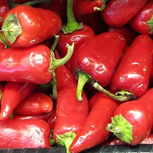 Alegrías Riojanas Pimientos Picantes Asados con Leña - Producto Artesano - Disfruta del Autentico sabor Picante de este Exquisito Pimiento (Lote 4 Latas)