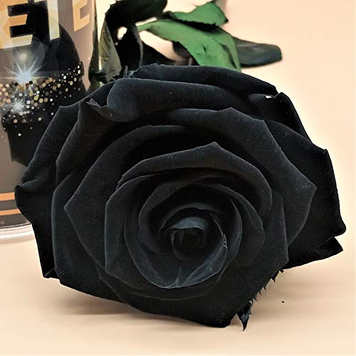 Almaflor Rosa eterna Negra Premiun. Rosa preservada Negra. Rosa Negra eterna. Flores preservadas. Hecho en España.