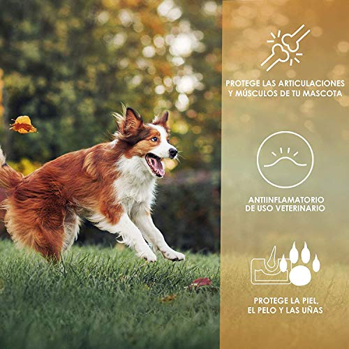 Antiinflamatorio para perros y gatos | Con colágeno + cúrcuma + condroitina y magnesio para recuperar su energía y movilidad | Combate el dolor y la inflamación en tu mascota | 50 unidades sin azúcar