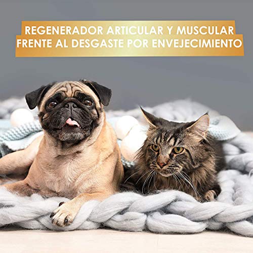 Antiinflamatorio para perros y gatos | Con colágeno + cúrcuma + condroitina y magnesio para recuperar su energía y movilidad | Combate el dolor y la inflamación en tu mascota | 50 unidades sin azúcar