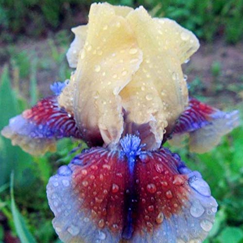 Benoon Iris Germanica Seeds, 50Pcs / Bag Iris Germanica Seeds Semillas De Flores Naturales Frescas Perennes Viables Para Balcón Semillas de Iris Germanica