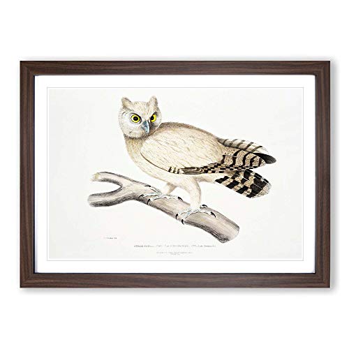 Big Box Art Coromandel Owl by John Edward - Póster decorativo (62 x 45 cm), diseño de búho