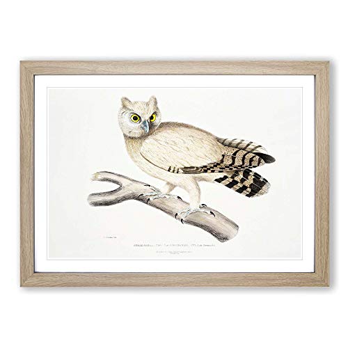 Big Box Art Coromandel Owl by John Edward - Póster decorativo (62 x 45 cm), diseño de búho