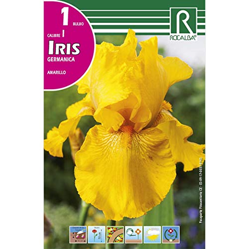 Bulbo Iris Germánica Amarillo 1 unidad (I)