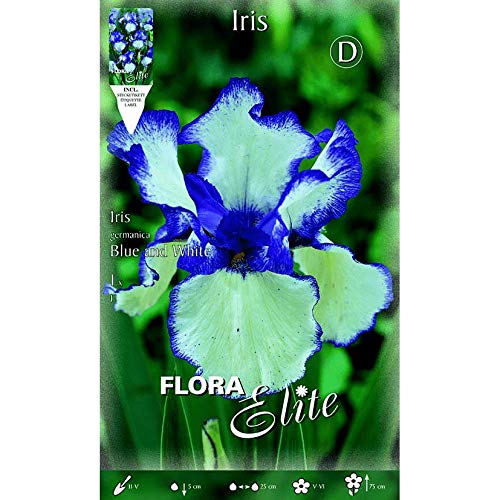 Bulbo Iris germánica azul-blanco 1 unidad