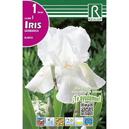 Bulbo Iris Germánica blanco 1 unidad (1)