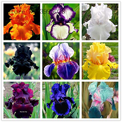 Bulbos de Iris Flores Jardinería Especial belleza de las flores-2,9bulbos