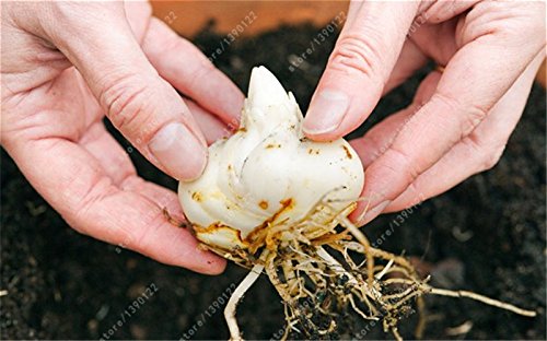 bulbos de lirio verdadero, flor del lirio, lirio (no semillas), los bulbos de azucenas de flores, olor débil, plantas de maceta bonsai para el jardín de bulbos -2 1