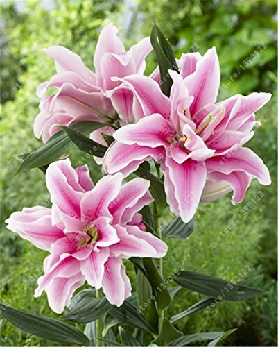 bulbos de lirio verdadero, flor del lirio, lirio (no semillas), los bulbos de azucenas de flores, olor débil, plantas de maceta bonsai para el jardín de bulbos -2 1