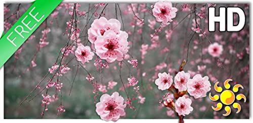 Cherry Blossom LWP