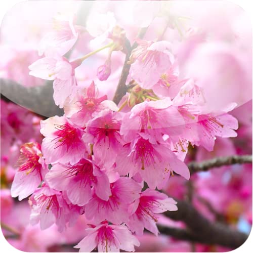 Cherry Blossom Theme