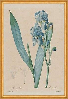 Dalmatian Iris Pallida Pierre-Joseph Redoute B A1 03109