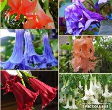 Datura mixta: Mandala Flower Brugmansia Datura Semillas Raras Semillas de flores Plantas en macetas Una variedad de colores Jardín Decoración Planta 50 piezas Y68