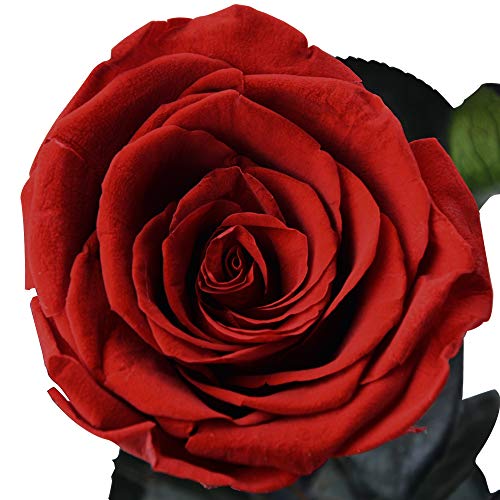 Dewanxin Rosa Eterna,Rosa Natural Preservada,para Decoración del Hogar Boda San Valentín Día de la Madre Navidad Aniversario Cumpleaños - Roja (Deep Red)