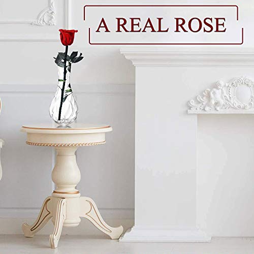 Dewanxin Rosa Eterna,Rosa Natural Preservada,para Decoración del Hogar Boda San Valentín Día de la Madre Navidad Aniversario Cumpleaños - Roja (Deep Red)