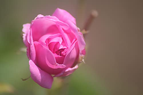 Essences Bulgaria Agua Floral Orgánica de Rosa de Damasco, 100% Natural, Máxima Calidad de Nuestra Propia Empresa Familiar, Spray Como Tónico Facial, Tónico Capilar etc. (140 ml)