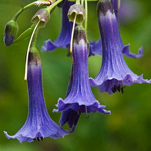 Frutas Vegetales Vegetales 50Pcs/Bolsa Datura Stramonium Seeds Viable Fragante Anual Brugmansia Garden Semilleros para Office - Datura Stramonium Seeds Plant Your Own Garden