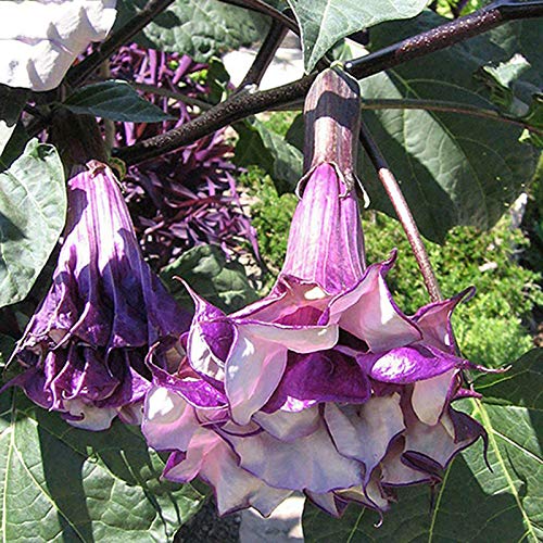 Frutas Vegetales Vegetales 50Pcs/Bolsa Datura Stramonium Seeds Viable Fragante Anual Brugmansia Garden Semilleros para Office - Datura Stramonium Seeds Plant Your Own Garden