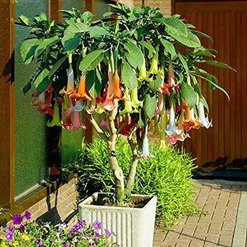 Frutas Vegetales Vegetales 50Pcs/Bolsa Datura Stramonium Seeds Viable Fragante Anual Brugmansia Garden Semilleros para Office - Datura Stramonium Seeds Plant Your Own Garden