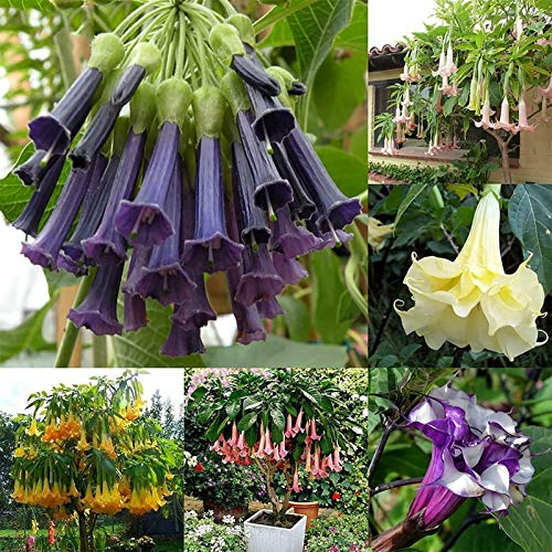 Frutas Vegetales Vegetales 50Pcs/Bolsa Datura Stramonium Seeds Viable Fragante Anual Brugmansia Garden Semilleros para Office - Datura Stramonium Seeds Plant Your Own Garden