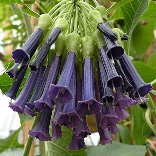 Frutas Vegetales Vegetales 50Pcs/Bolsa Datura Stramonium Seeds Viable Fragante Anual Brugmansia Garden Semilleros para Office - Datura Stramonium Seeds Plant Your Own Garden