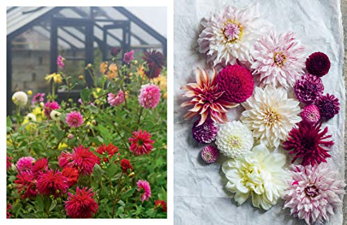 In Bloom: Growing, harvesting and arranging flowers all year round