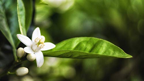 Institut Karité Paris Marsella Jabón Líquido con Aceites Vegetales y Glicerina 500 ml