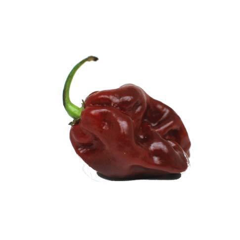 Killer Scorpion (100 ml.) - Salsa picante de chile Trinidad Scorpion // Picor: 10 de 10 // Para Picanteros // Made in Germany con corazón venezolano. Slow Food …