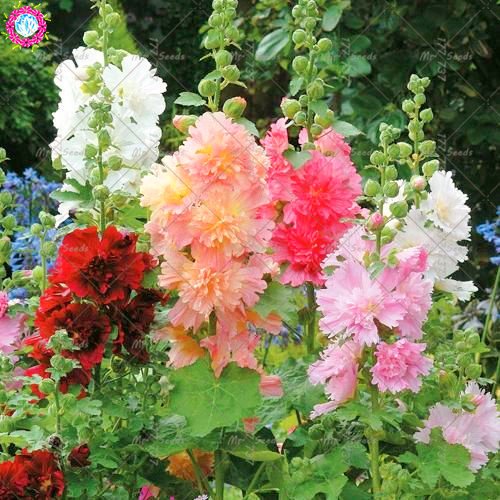 Las semillas 100pcs Malva (Alcea Rosea 'Nigra') mezclado semillas de flor color perenne planta para el jardín de embellecimiento de decoración 1