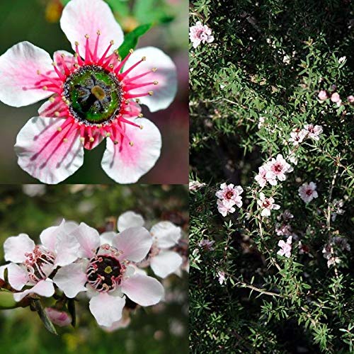 Leptospermum scoparium Semillas de Manuka de árbol de té (10)