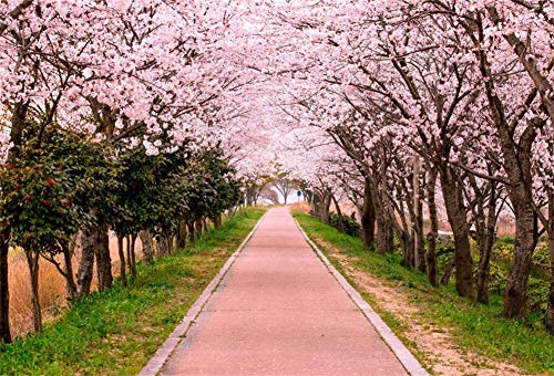 lovedomi 7x5ft Spring Botanic Garden Park Romántico Pink Cherry Blossom Avenue Fotografía Fondo Photo Studio Booth Vacaciones Familiares Fiesta de cumpleaños Estudio fotográfico Material de Vinilo