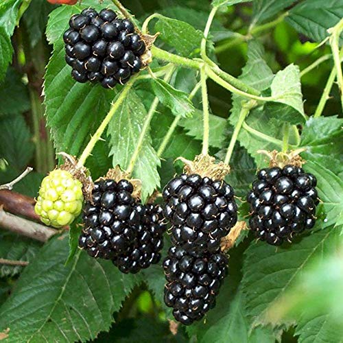 Oce180anYLVUK Semillas De Frambuesa Negra, Bolsa De 200 Piezas Semillas De Frambuesa Negra Deliciosas Semillas De Fruta De Frambuesa Negra Dulce Para El Hogar Semillas de mora #