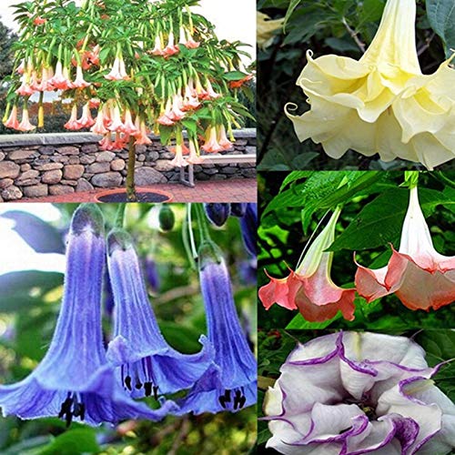 P12cheng Semillas de plantas Datura Stramonium - 50 unidades de semillas, fragantes y vibrantes semillas de manzana para plantar - semillas de estramonio amarillo