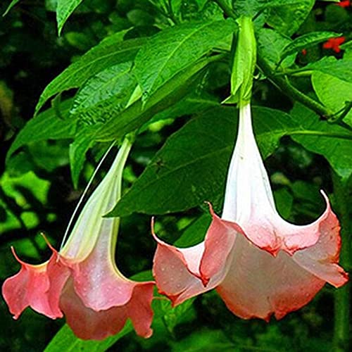 P12cheng Semillas de plantas Datura Stramonium - 50 unidades de semillas, fragantes y vibrantes semillas de manzana para plantar - semillas de estramonio amarillo