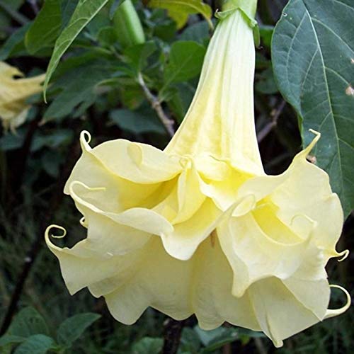 P12cheng Semillas de plantas Datura Stramonium - 50 unidades de semillas, fragantes y vibrantes semillas de manzana para plantar - semillas de estramonio amarillo